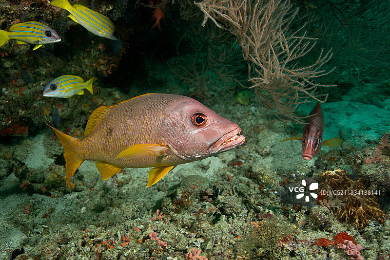 马尔代夫珊瑚礁中的红树林红鲷鱼。图片素材