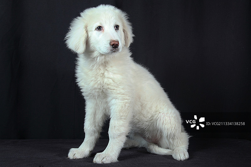 黑色背景上的比利牛斯山犬图片素材