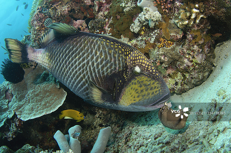喂食巨鲀 trigger 鱼 - 科莫多印度尼西亚图片素材