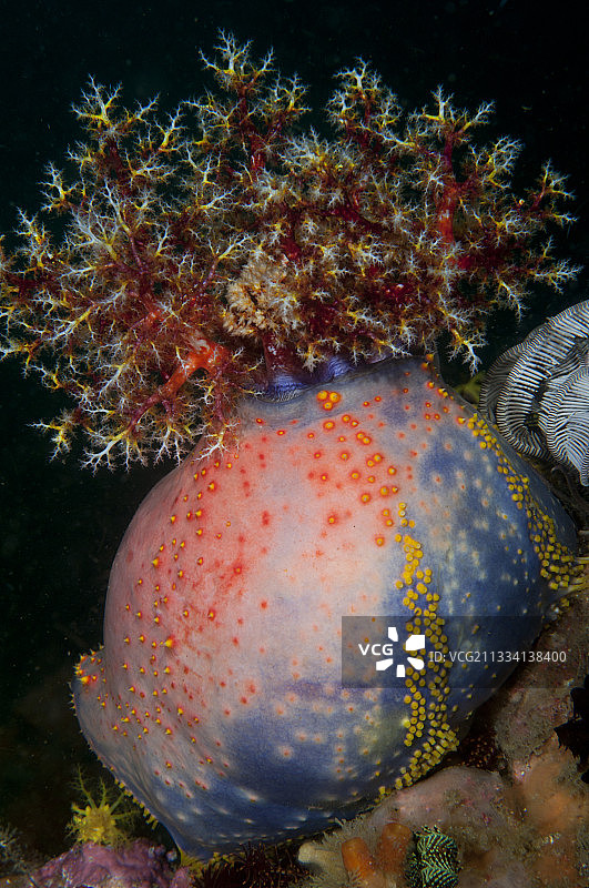 海苹果海参 - 科莫多，印度尼西亚图片素材