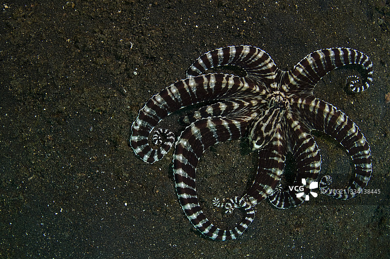 沙地上的拟态章鱼 - 印度尼西亚蓝碧海峡图片素材