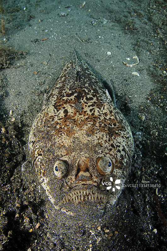 印尼蓝碧海峡的观星者画像图片素材