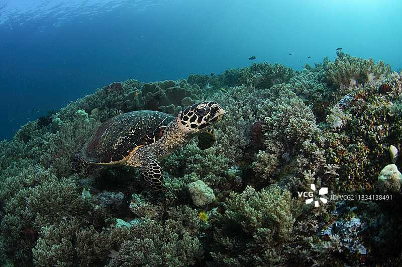 拉贾安帕群岛的玳瑁和软珊瑚，印度尼西亚图片素材