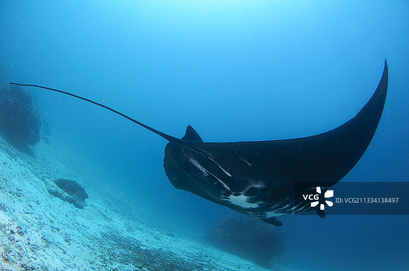 蝠鲼 - 印度尼西亚拉贾安帕特群岛丹皮尔海峡图片素材