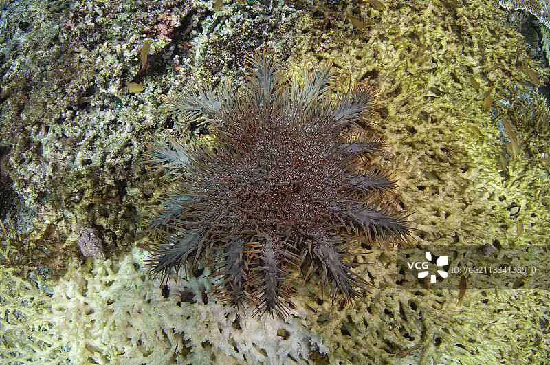 吞噬大型桌面珊瑚图片素材