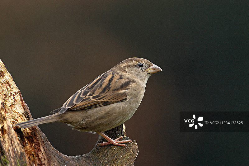 树枝上的麻雀图片素材