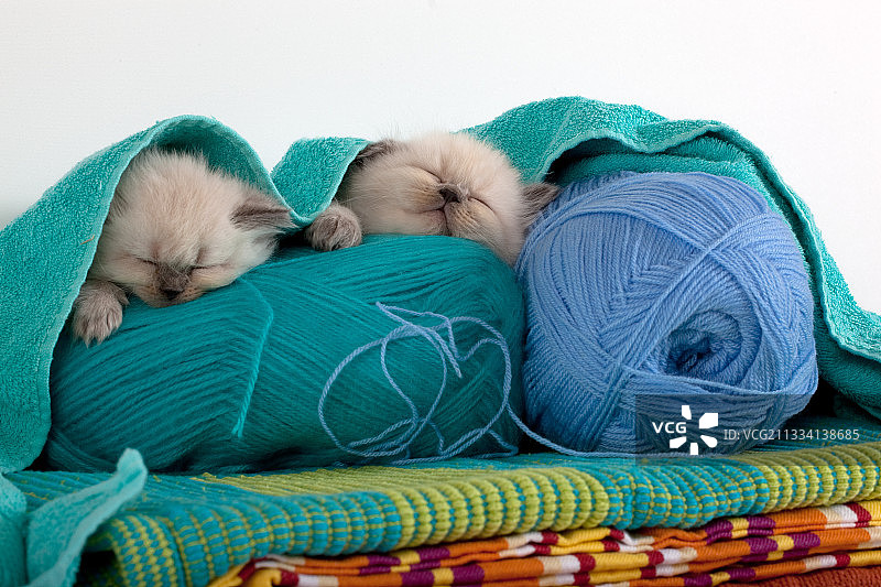 年龄：6周图片素材