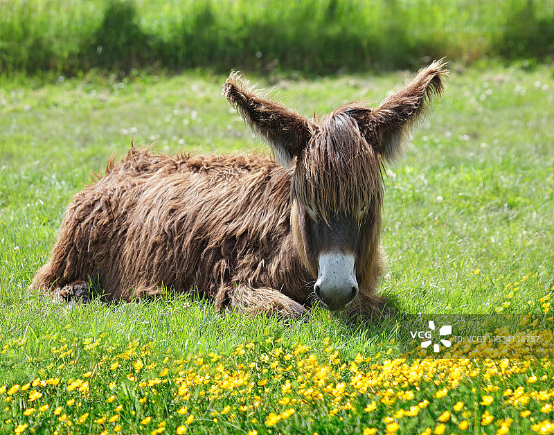 在毛茛花田中奔跑的年轻长毛小马驹图片素材