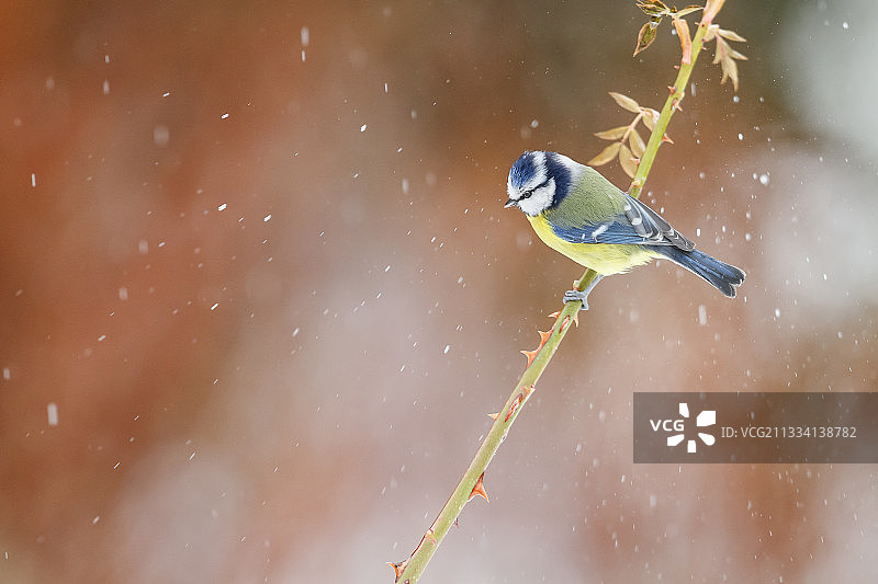 暴风雪中阿尔萨斯的蓝山雀图片素材