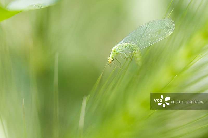 法国草地上的绿色草蛉图片素材