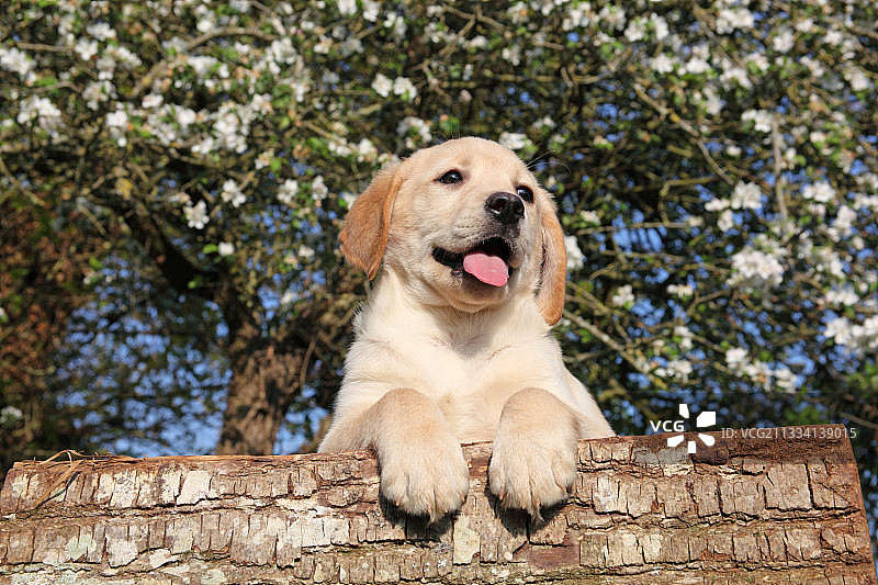 拉布拉多寻回犬幼犬图片素材