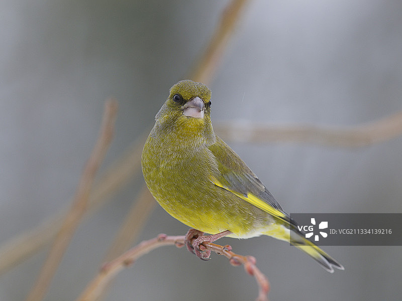 法国弗朗什-孔泰的树枝上的绿雀图片素材
