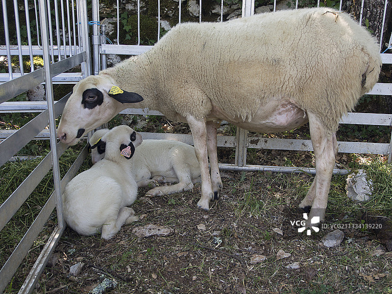 法国屈尔扎尔博物馆的圈养绵羊和小羊羔图片素材