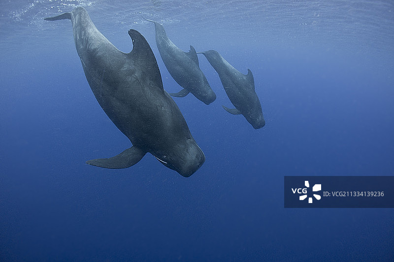 科罗海斐济群岛水面下的领航鲸图片素材