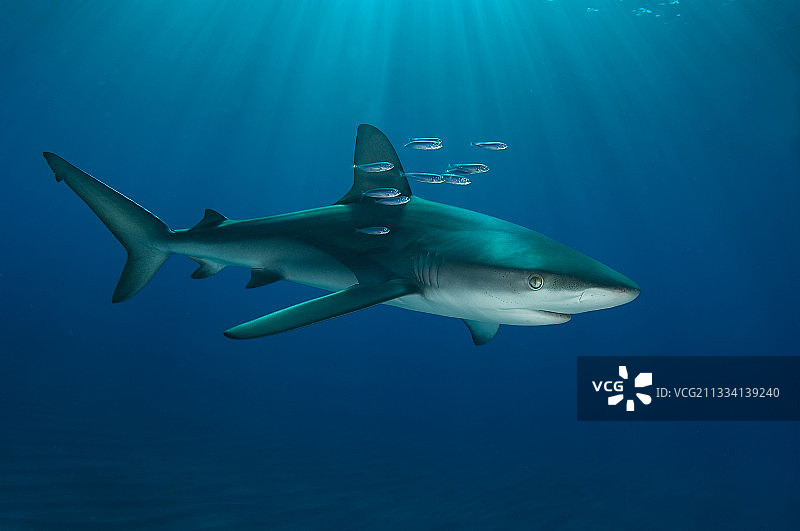 加拉帕戈斯鲨鱼图片素材
