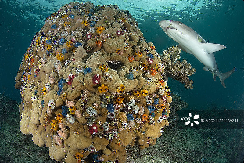 轴孔珊瑚与白鳍礁鲨 - 斐济图片素材