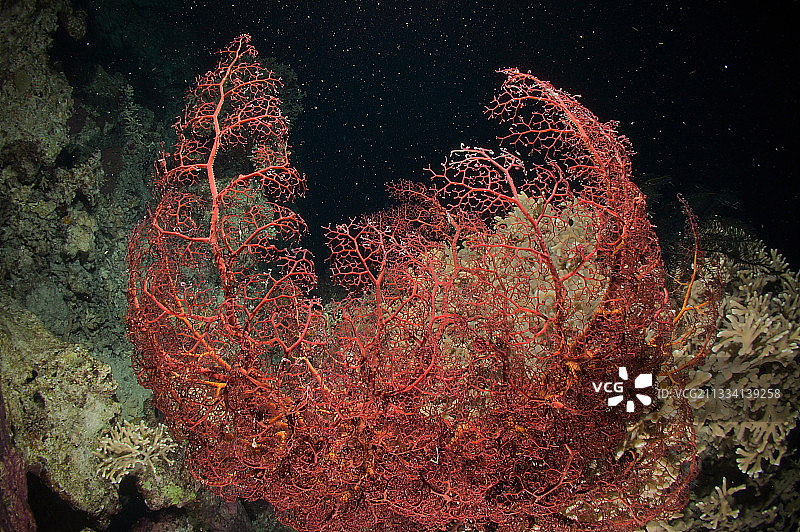 在礁石上进行滤食的篮状海星 - 瓦瓦乌群岛，汤加图片素材