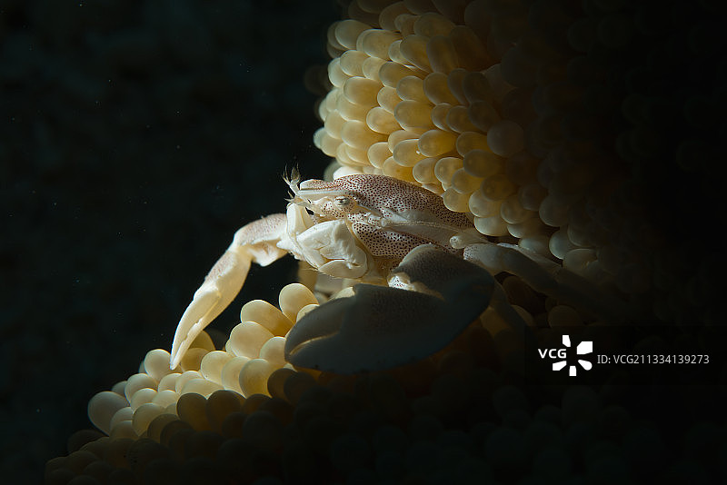 海葵中的瓷蟹 - Haapai Tonga图片素材