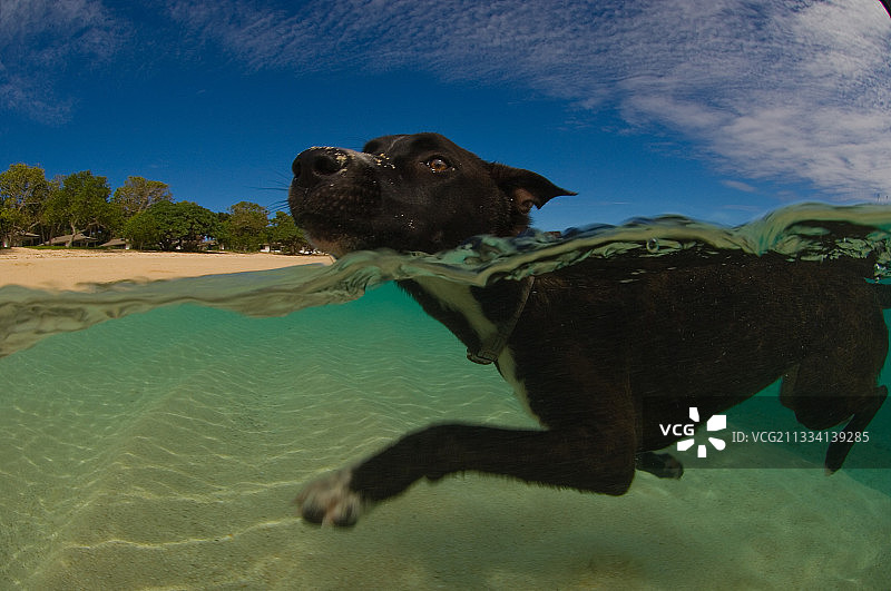 狗狗在汤加海滩游泳图片素材
