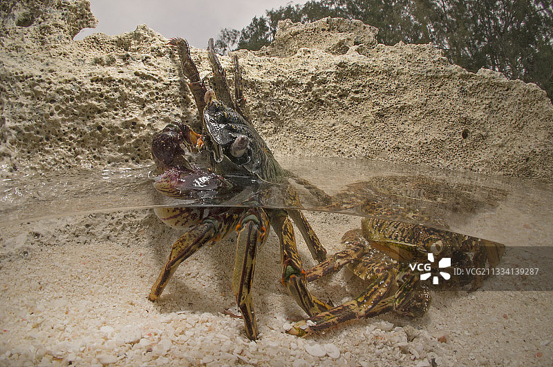 汤加潮汐池中换壳的螃蟹图片素材
