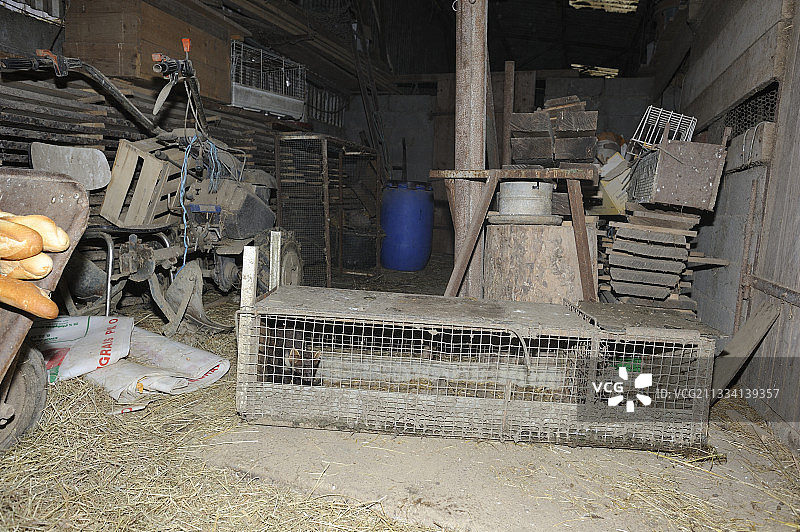 法国：农场中袭击兔子后被困的貂图片素材