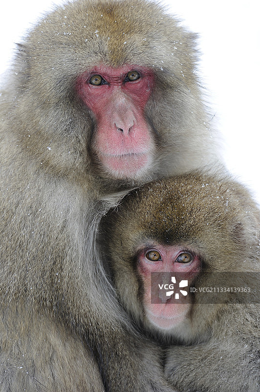 雪地里的日本猕猴 - 日本阿尔卑斯山图片素材