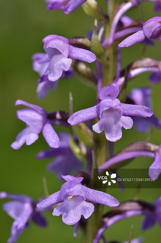 超级莫尔济讷高山草甸，1760米图片素材