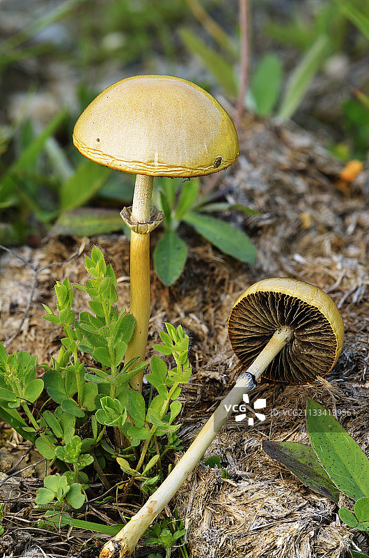 超级莫尔济讷高山草甸，1760米图片素材