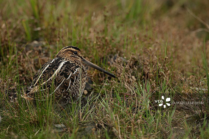 比利时高沼地的鹬图片素材