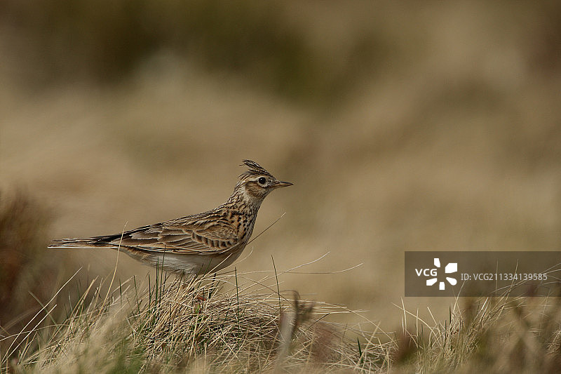 法国孚日省的云雀图片素材