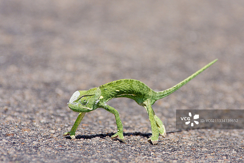 克鲁格国家公园内横穿马路的瓣颈变色龙图片素材