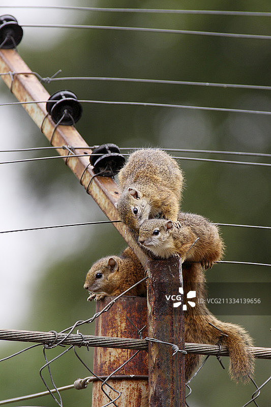 克鲁格RSA电栅栏上的史密斯丛林松鼠图片素材