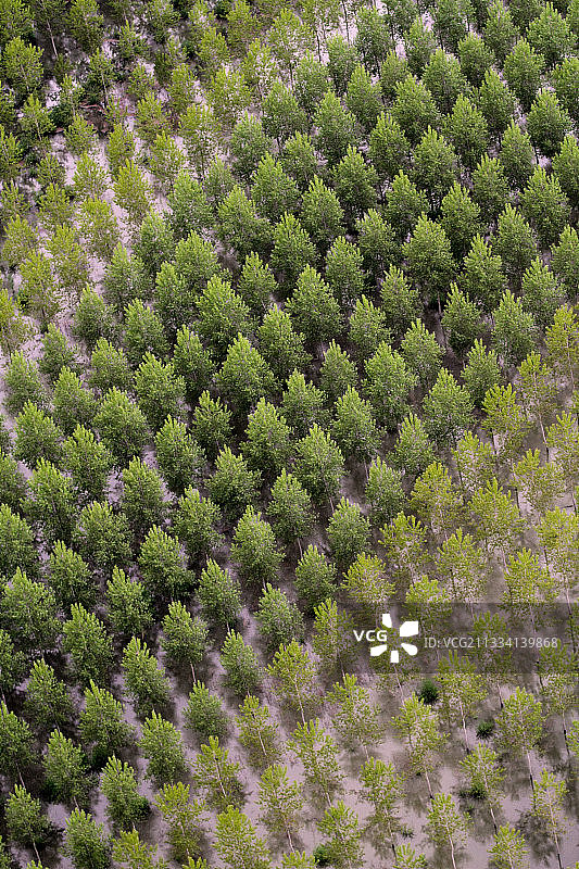 法兰西岛的种植园林业图片素材