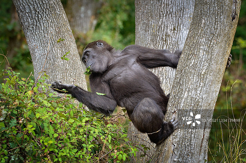 西部低地大猩猩-法国猴子谷图片素材