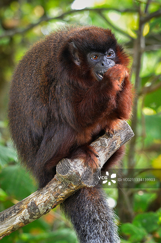 红赤僧猴吃坚果－法国猴谷图片素材