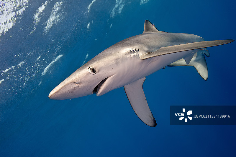 大西洋亚速尔群岛的蓝色鲨鱼图片素材
