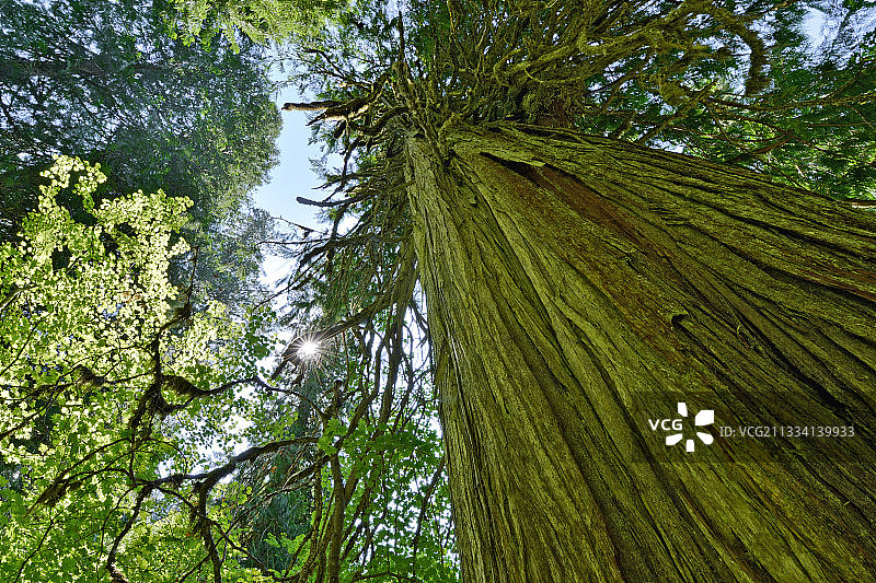 温带雨林山脉，以高降雨量和某些针叶树的过度生长（60米）为特征图片素材