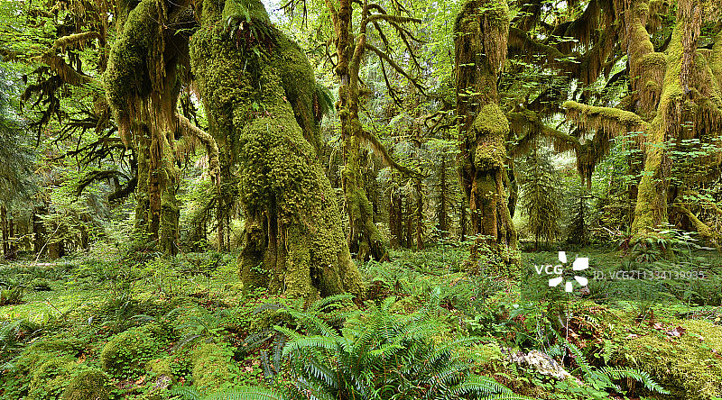 霍赫雨林图片素材