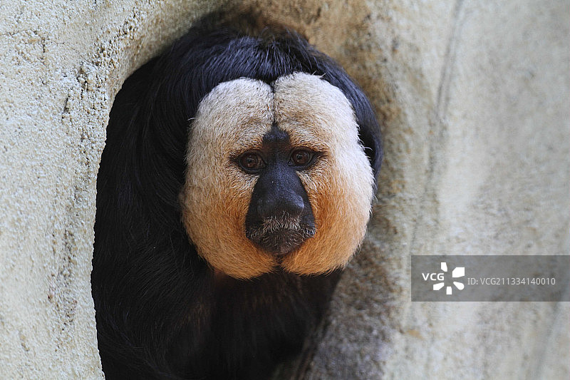 圭亚那卷尾猴肖像图片素材