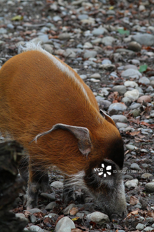 石头地上的非洲野猪图片素材