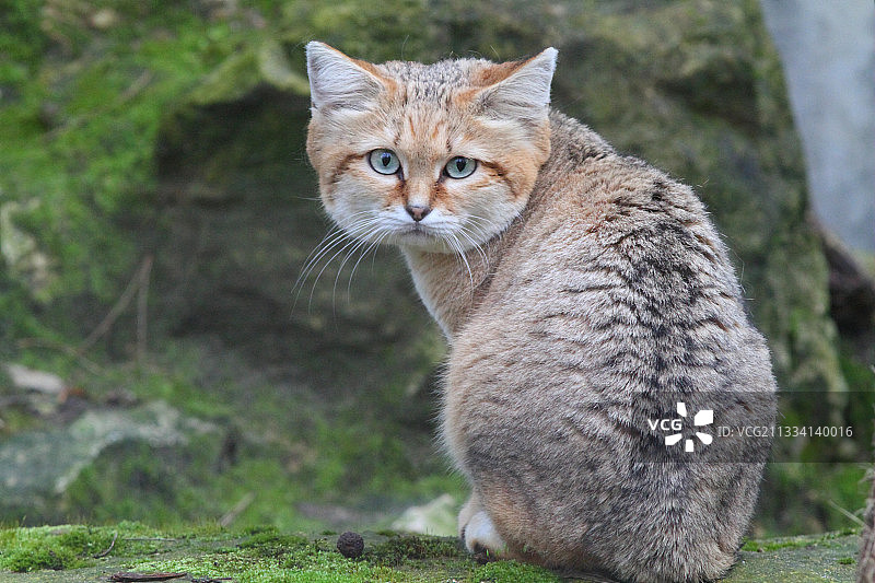 沙猫坐在苔藓上图片素材