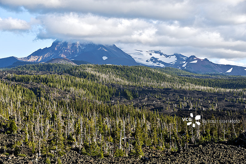 三姐妹荒野：死树受害于美国和加拿大的数千英亩原始森林的蛀虫图片素材