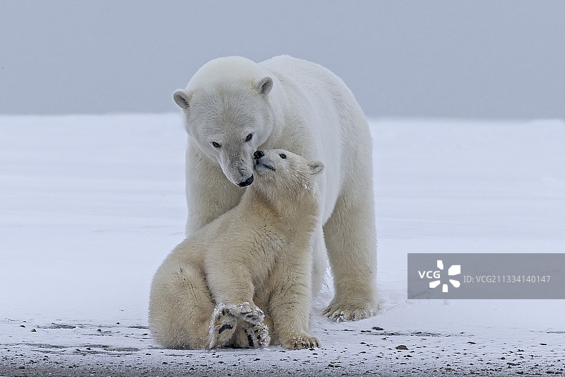 冰上的北极熊和幼崽，巴特岛，阿拉斯加图片素材