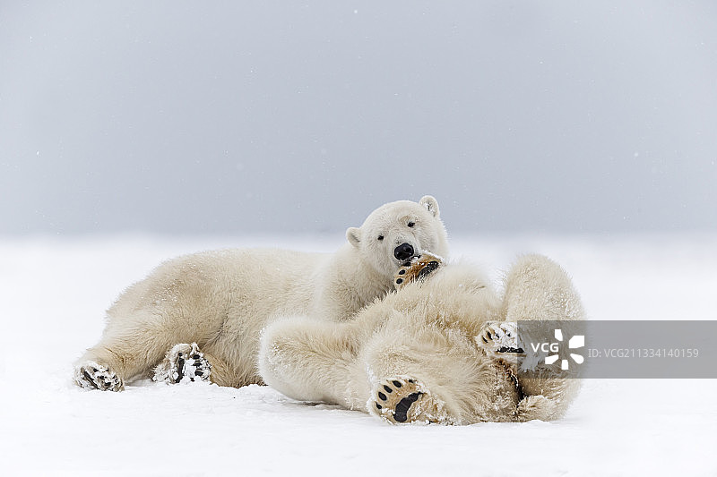 在冰上玩耍的北极熊 - 阿拉斯加巴特岛图片素材