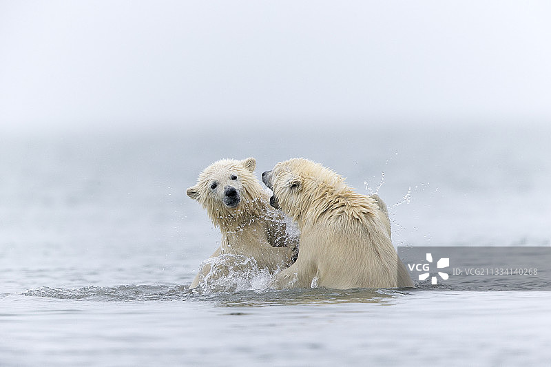 亚成体图片素材