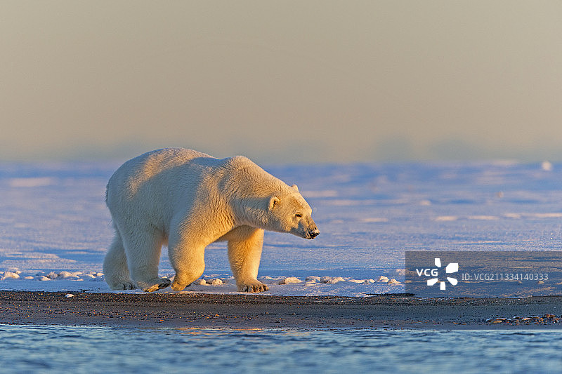 北极熊在岸边行走，巴特岛，阿拉斯加图片素材