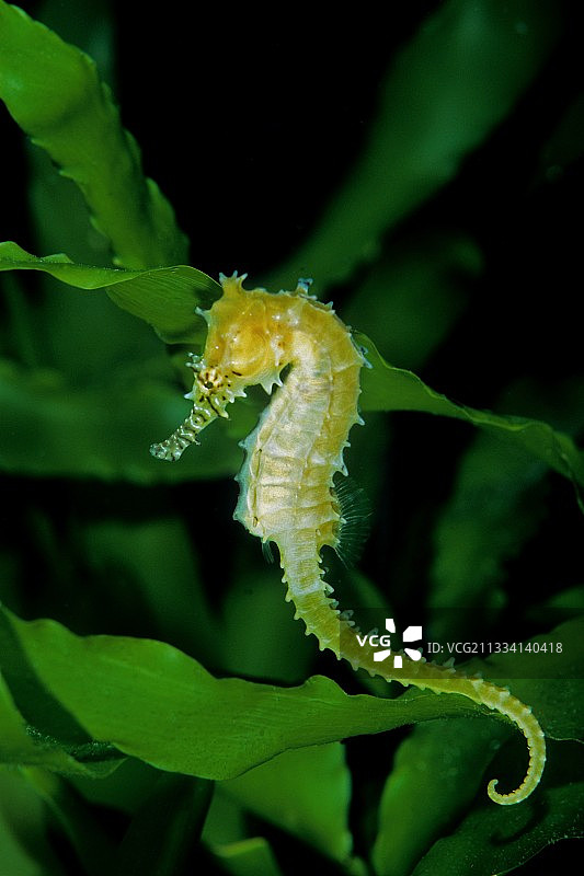 红海的棘状海马图片素材