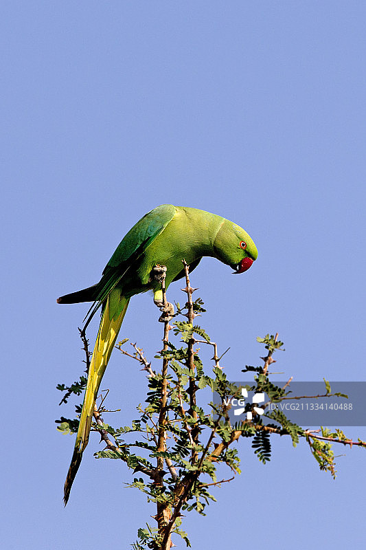 树枝上的大紫胸鹦鹉 - 印度拉贾斯坦邦贝拉图片素材