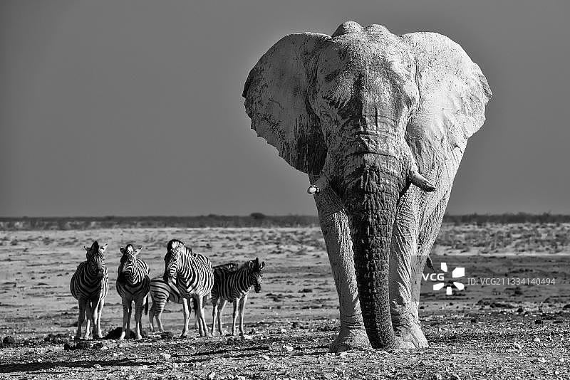 非洲象和草原斑马 - 埃托沙纳米比亚图片素材