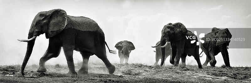 非洲雄象冲锋——埃托沙纳米比亚图片素材